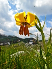 Lilium albanicum, photograph (c) Karsten Rohweder, some rights reserved (CC BY)