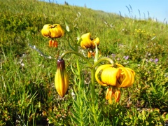 Lilium albanicum, photograph (c) Karsten Rohweder, some rights reserved (CC BY)