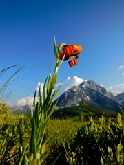 Lilium albanicum, photograph (c) Karsten Rohweder, some rights reserved (CC BY)