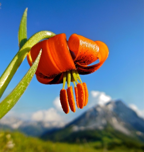 Lilium albanicum, photograph 3
