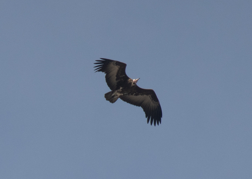 Hooded Vulture