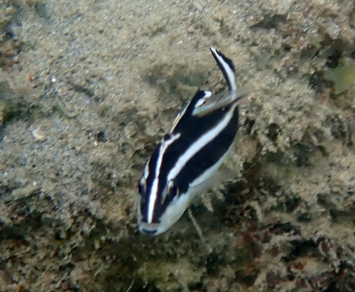 Australian slatey (Diagramma pictum) — Haemulidae