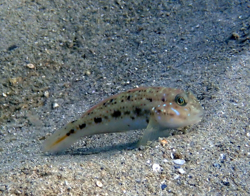 Pretty lagoon-goby (Oplopomus oplopomus) — Gobiidae