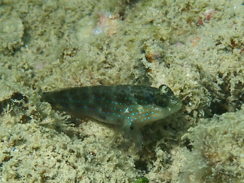 Bluespotted goby (Asterropteryx semipunctata) — Gobiidae — 4