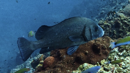 Plectorhinchus gibbosus