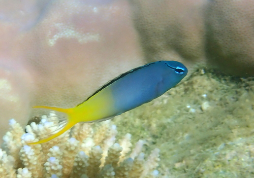 Eyelash fangblenny (Meiacanthus atrodorsalis) — Blenniidae