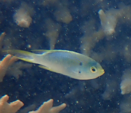 Coral demoiselle (Neopomacentrus nemurus) — Pomacentridae — 4