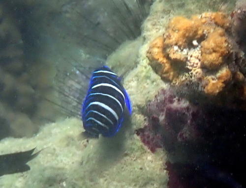 Sixbar angelfish (Pomacanthus sexstriatus) — Pomacanthidae — 4