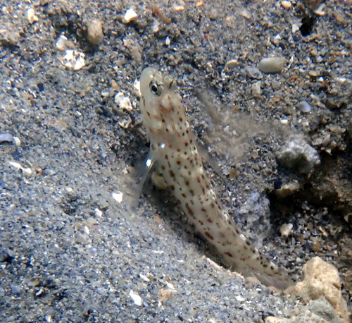 Goldband shrimpgoby (Ctenogobiops aurocingulus) — Gobiidae — 4