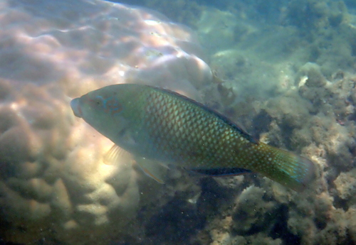 Blackedge thicklip wrasse (Hemigymnus melapterus) — Labridae