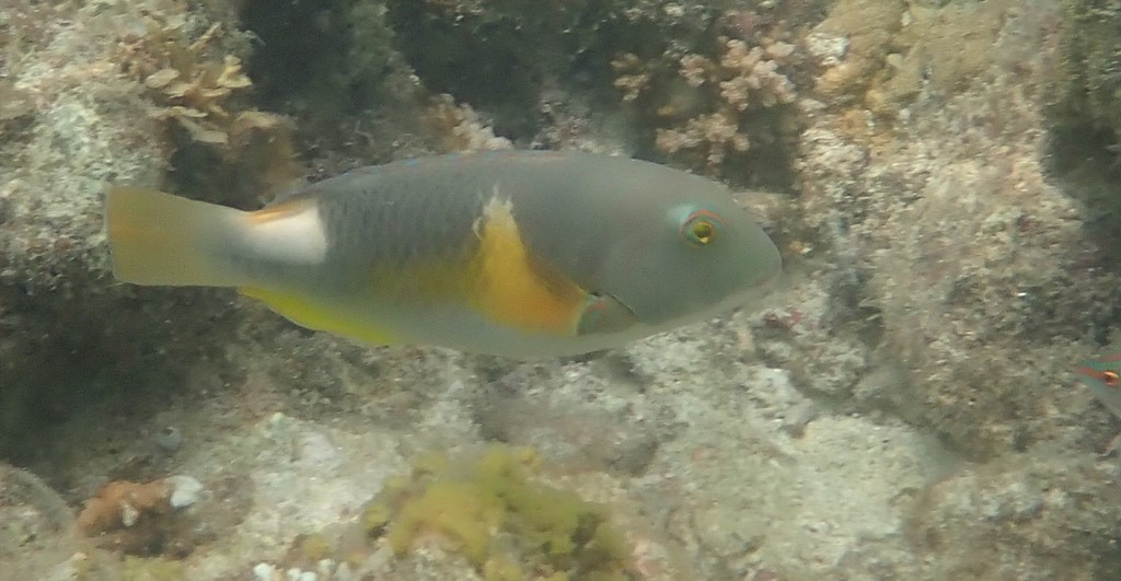 Anchor Tuskfish from Admin. Kepulauan Seribu, IDJK, ID on January 16
