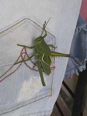 Staleochlora viridicata