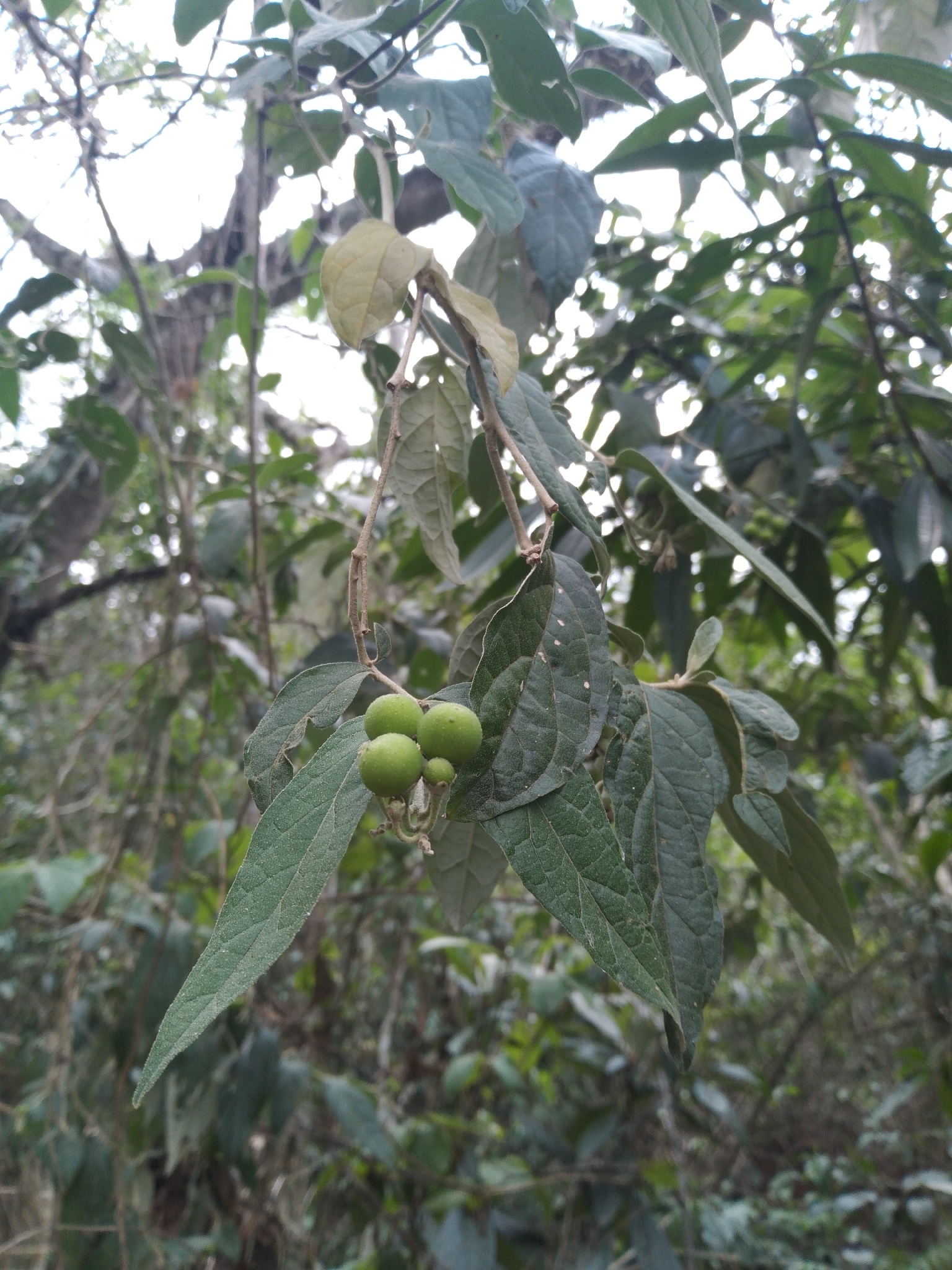 Imagem de Solanum schlechtendalianum