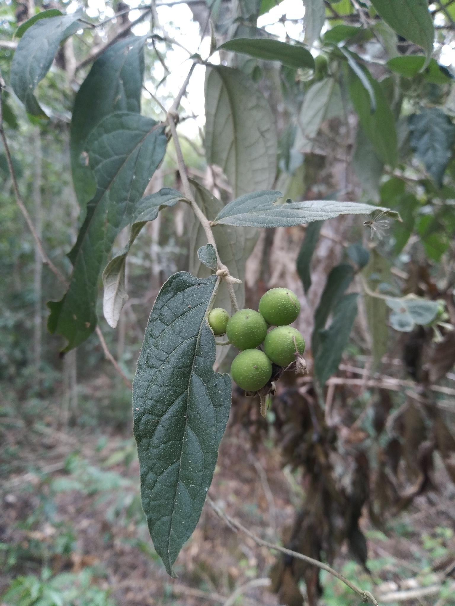 Imagem de Solanum schlechtendalianum