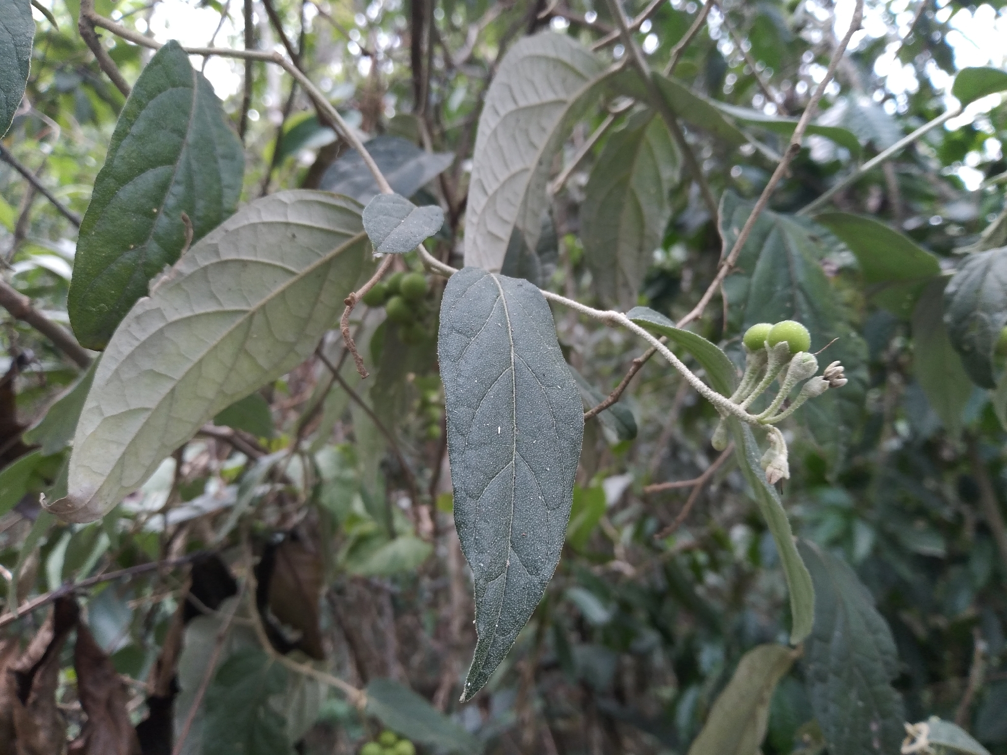 Imagem de Solanum schlechtendalianum