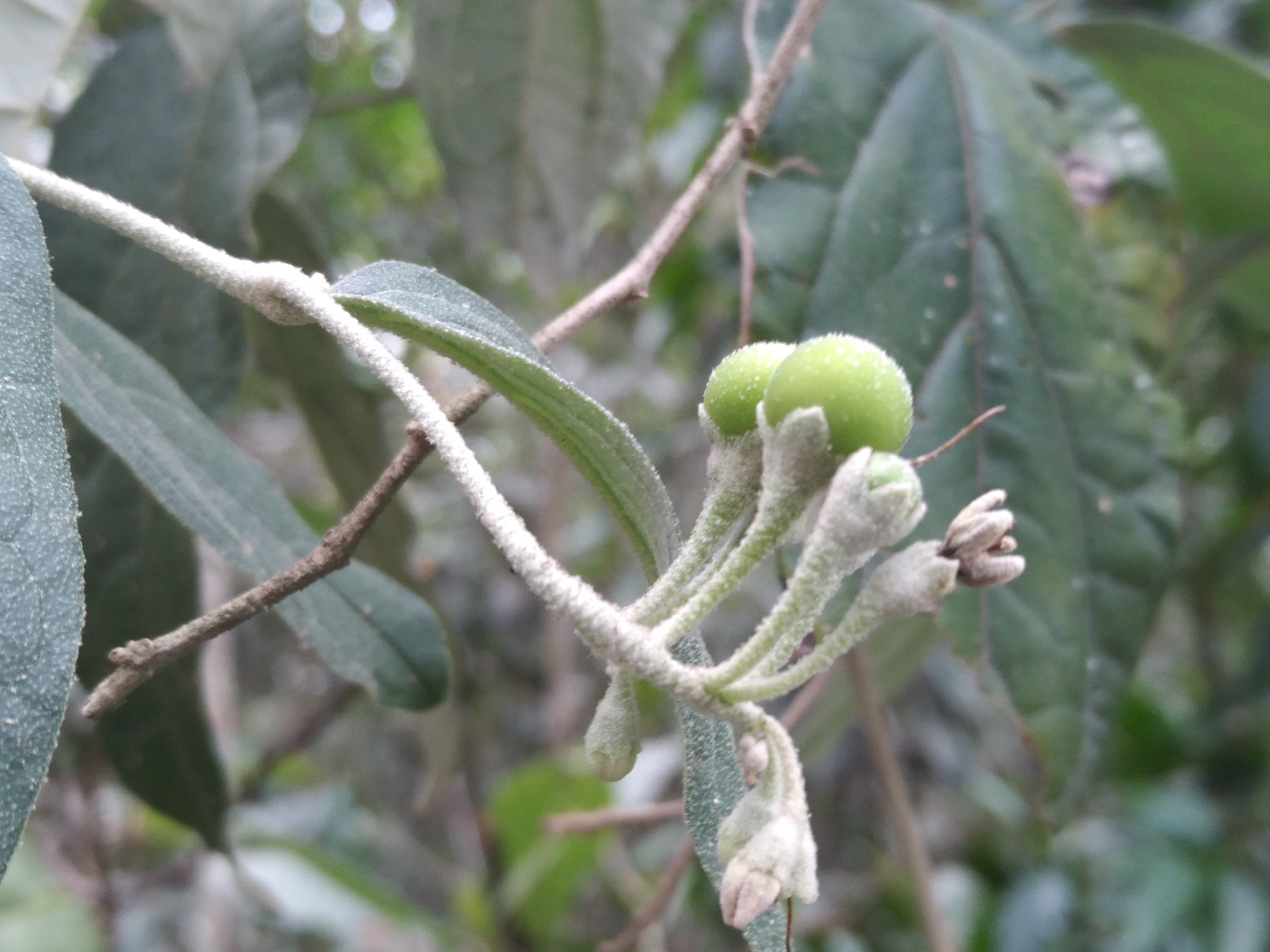 Imagem de Solanum schlechtendalianum