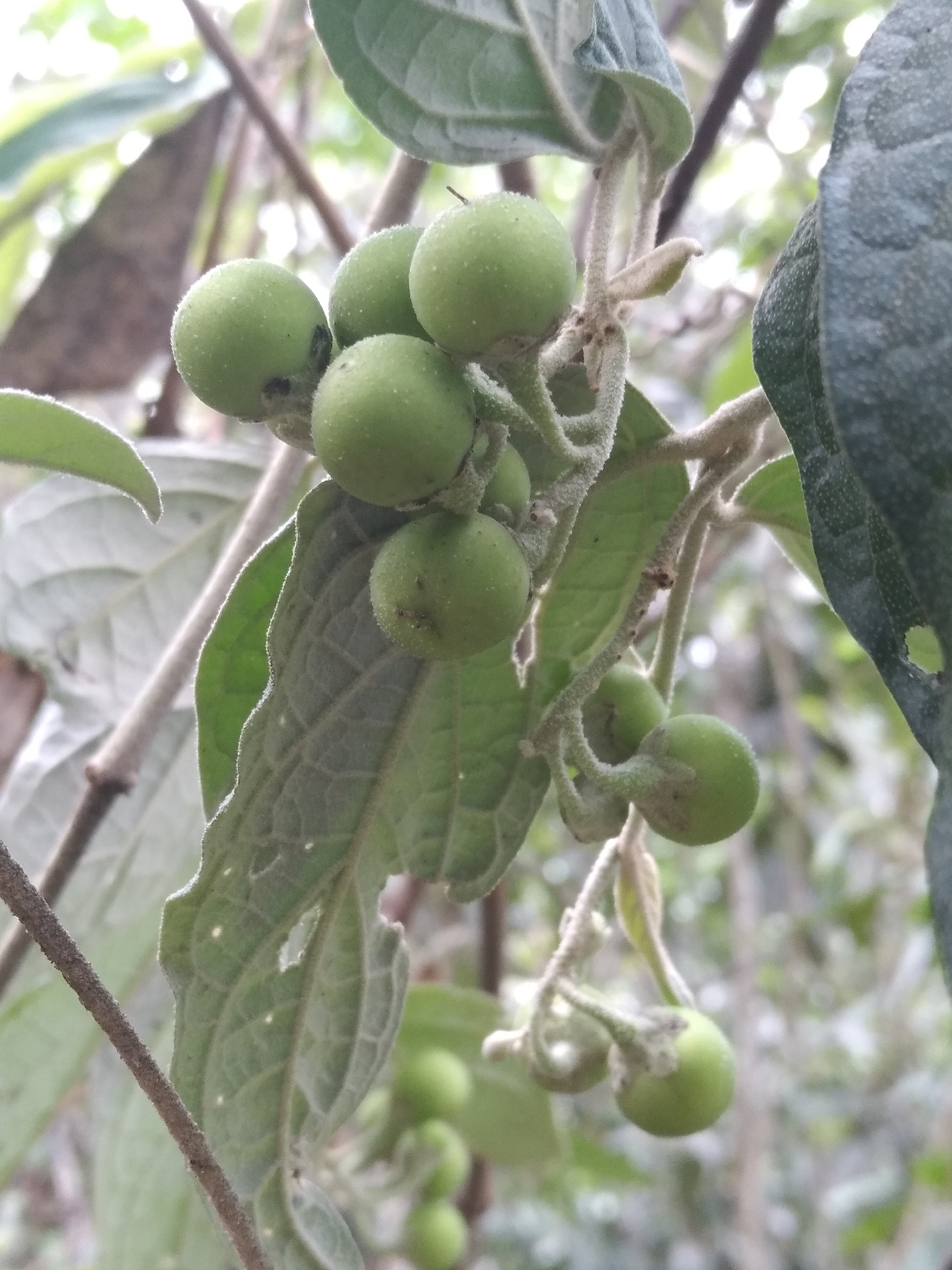 Imagem de Solanum schlechtendalianum