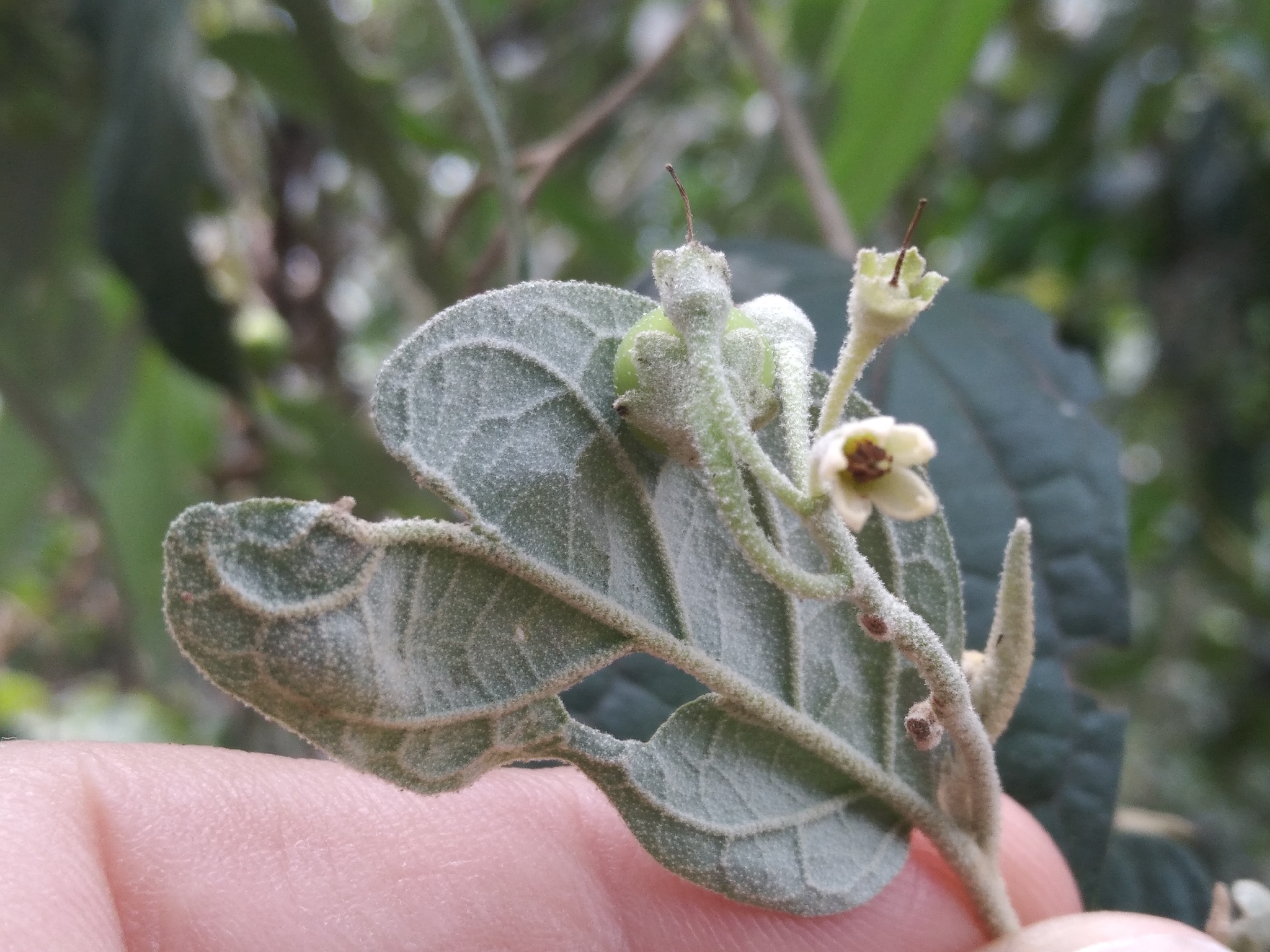 Imagem de Solanum schlechtendalianum