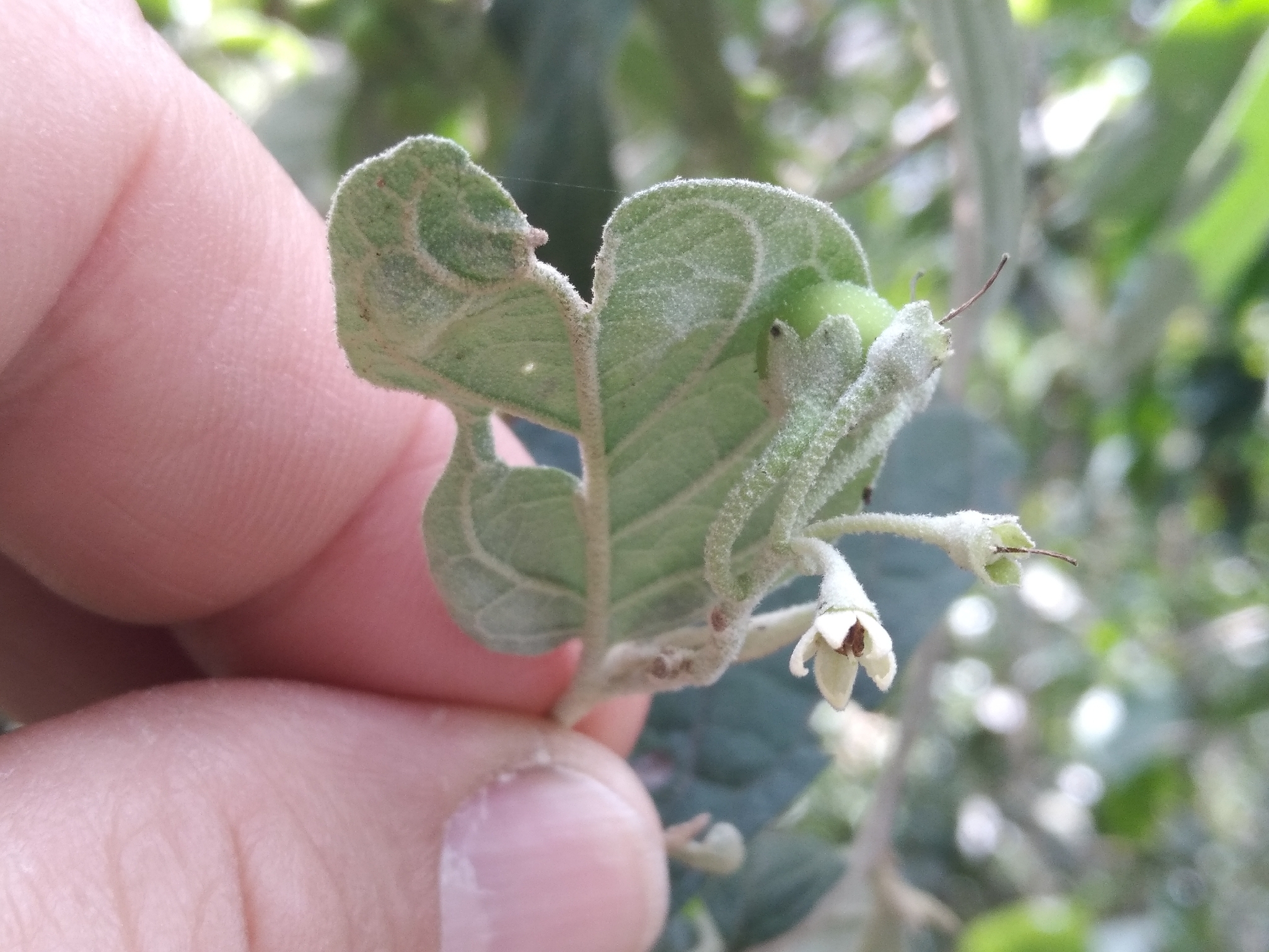 Imagem de Solanum schlechtendalianum