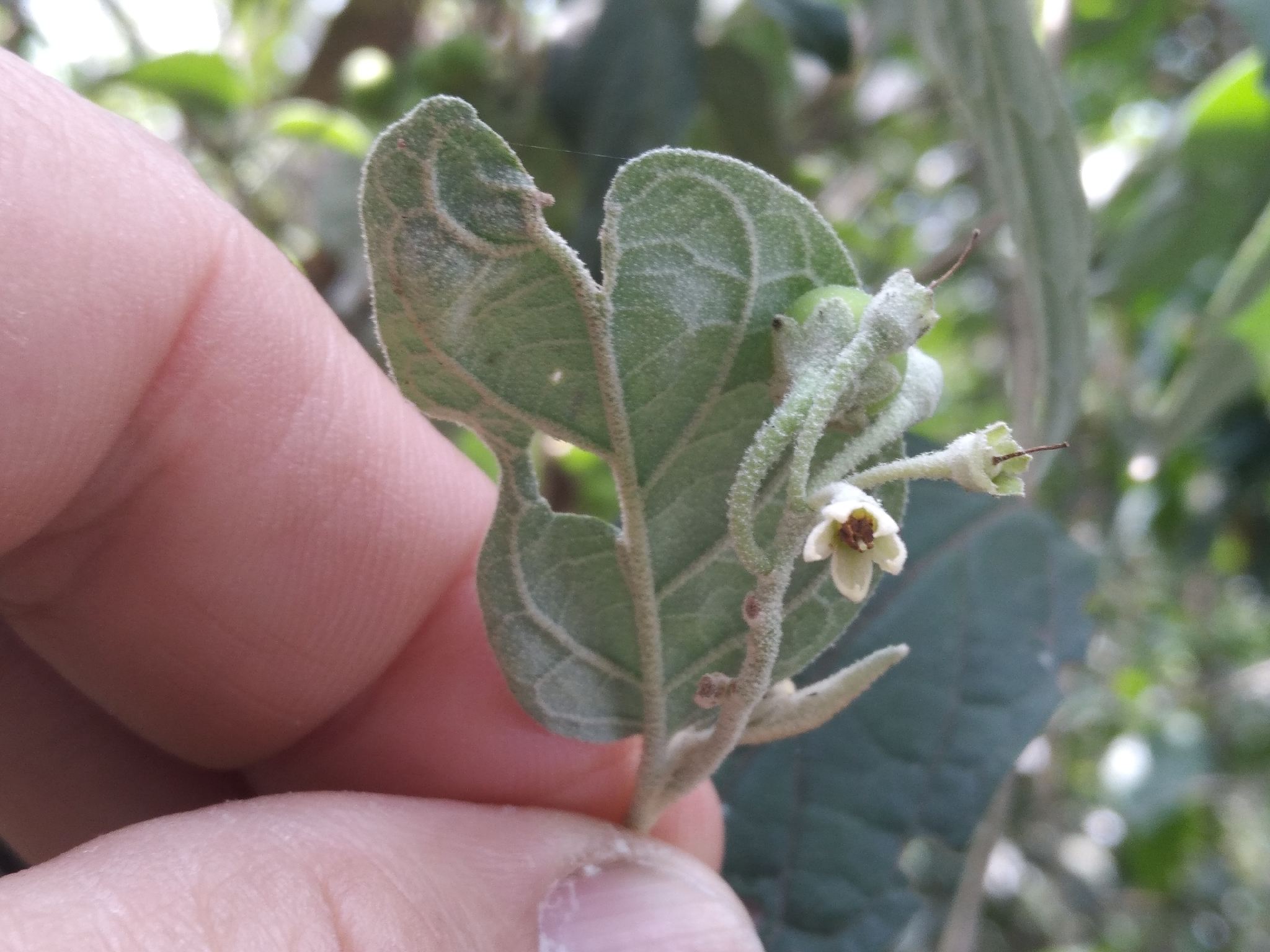 Imagem de Solanum schlechtendalianum