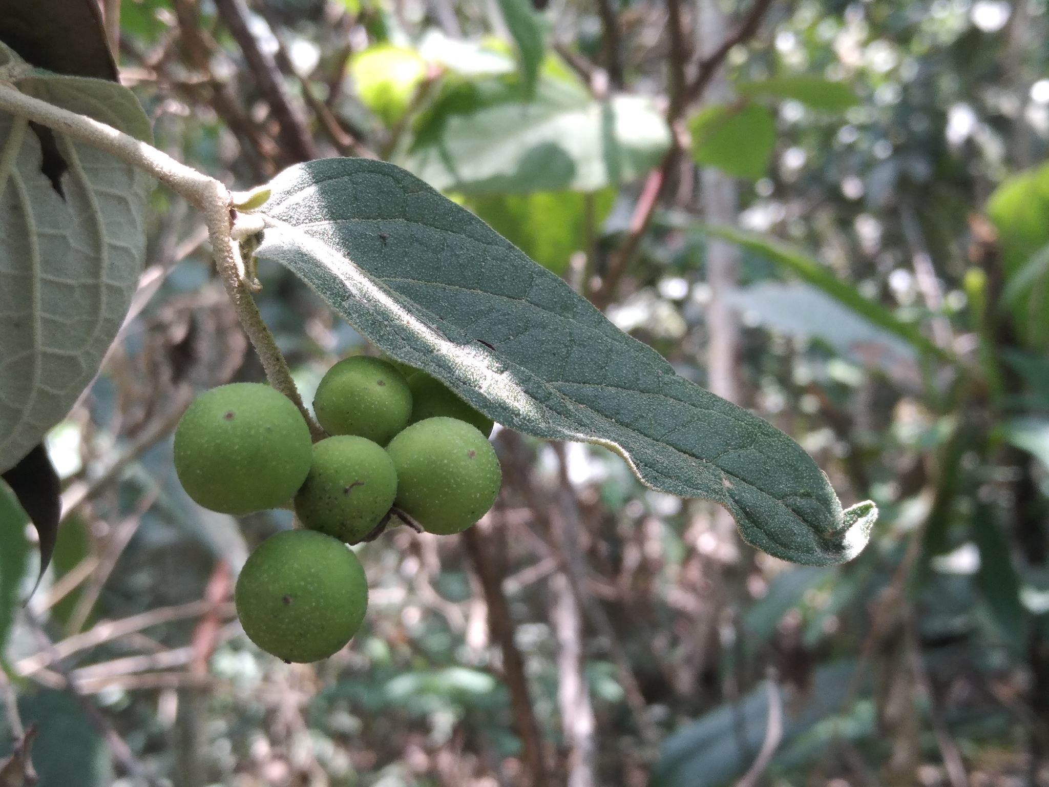 Imagem de Solanum schlechtendalianum