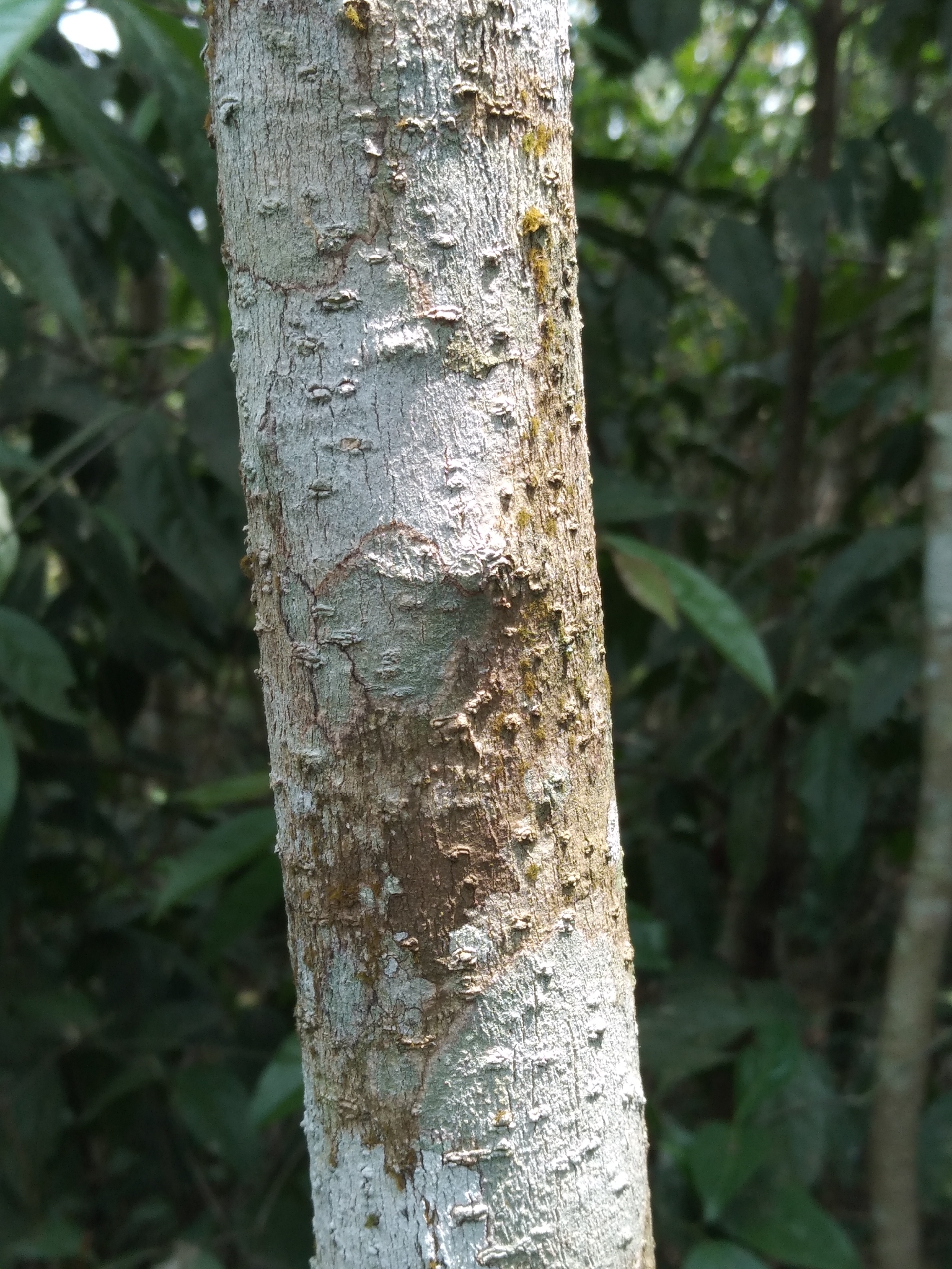 Imagem de Solanum schlechtendalianum