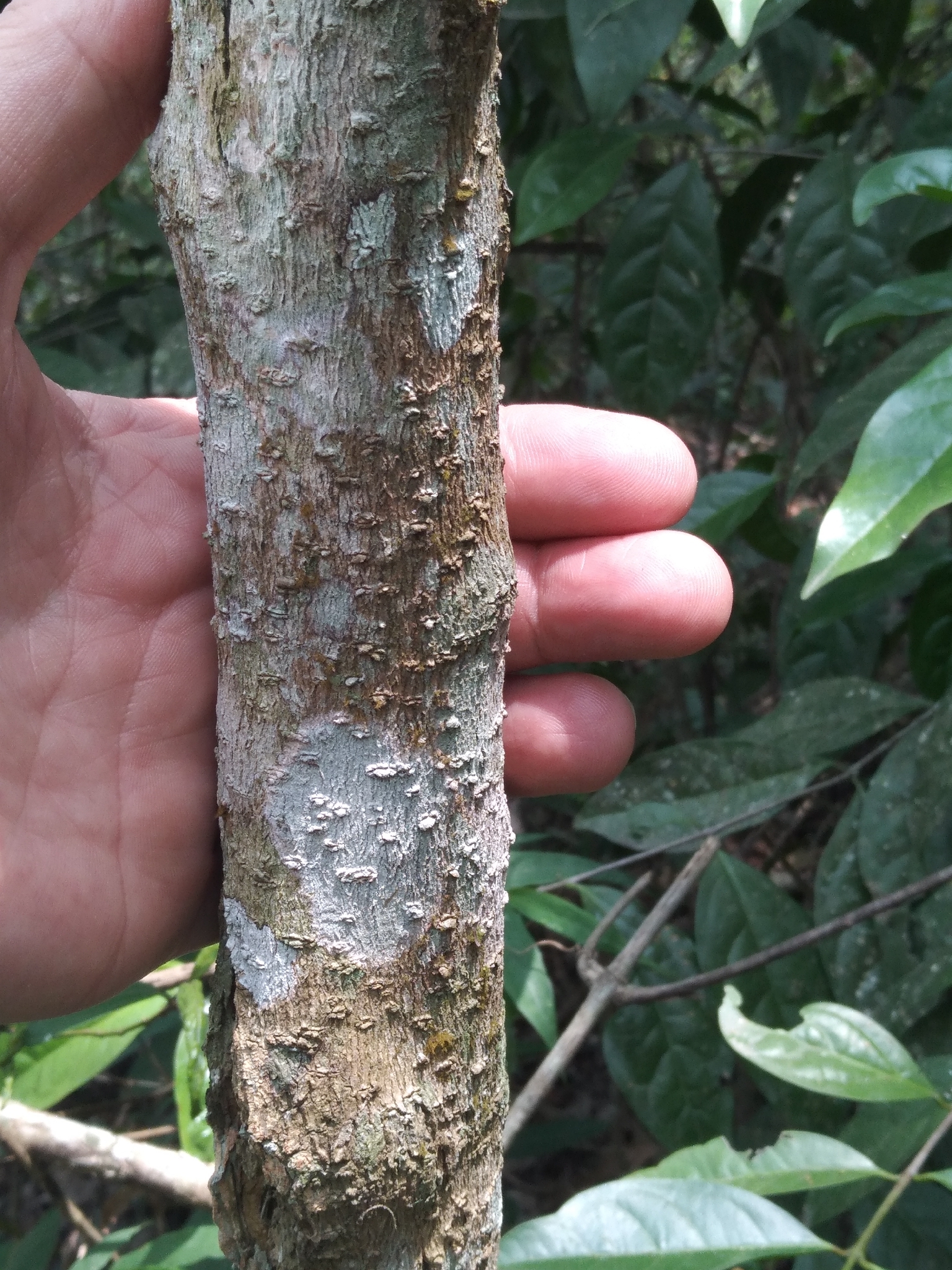 Imagem de Solanum schlechtendalianum