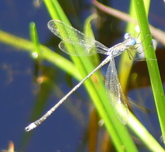 Lestes tridens