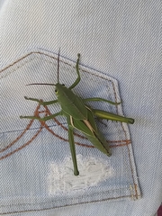 Staleochlora viridicata