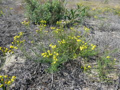 Senecio rosmarinifolius