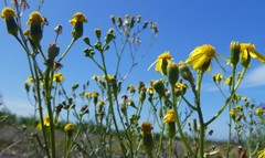 Senecio rosmarinifolius