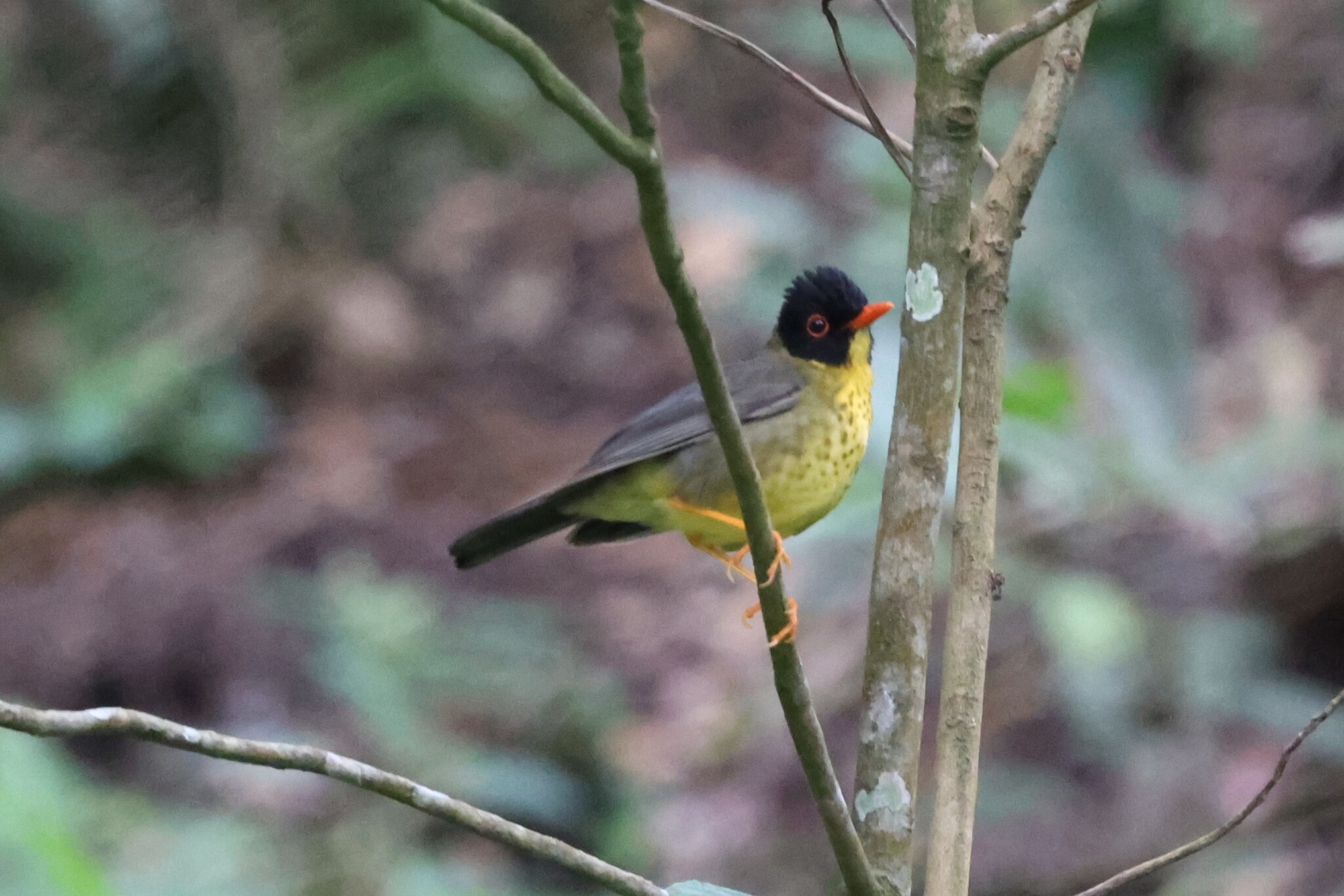 Yellow-throated Nightingale-Thrush (Catharus dryas), photo 4