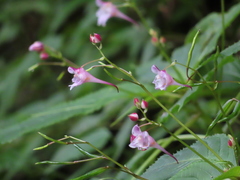 Impatiens devolii