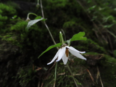 Lycianthes lysimachioides