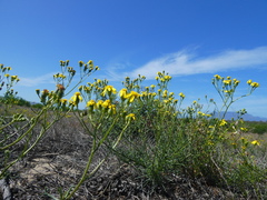 Senecio rosmarinifolius