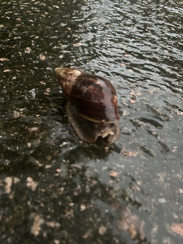 Giant Blonde Snail