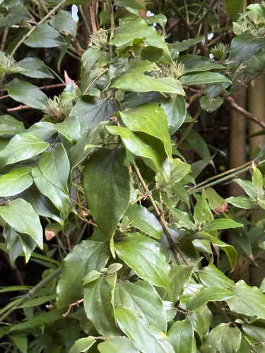 Jasminum multiflorum observed 2025-12-31