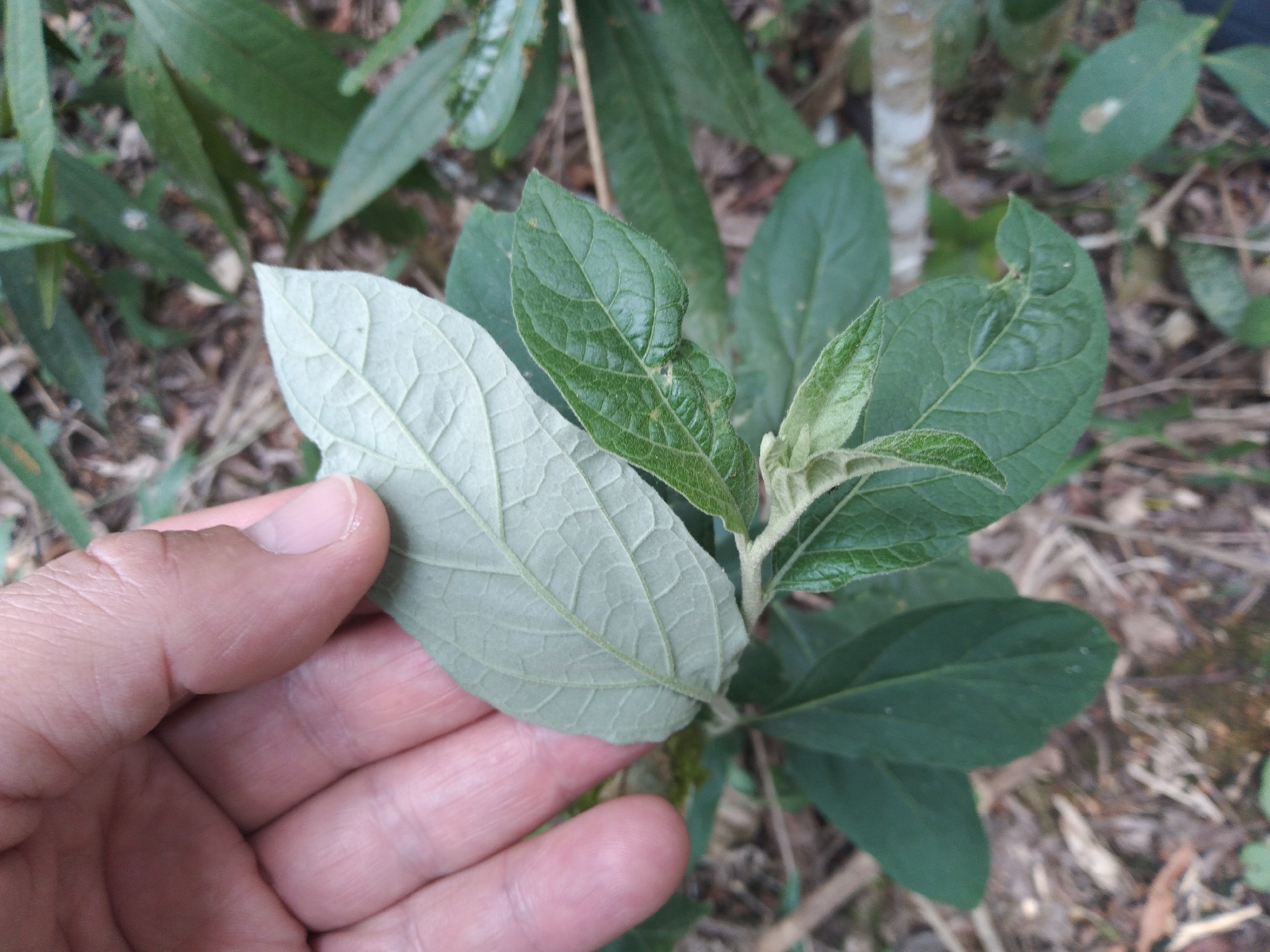Imagem de Solanum schlechtendalianum