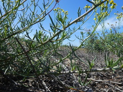 Senecio rosmarinifolius