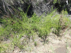 Aspalathus opaca rostriloba