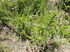 Aspalathus opaca rostriloba