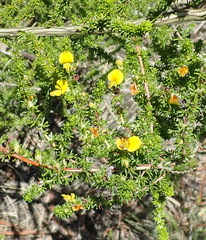 Aspalathus opaca rostriloba