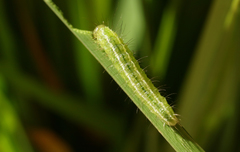 Rivula sericealis
