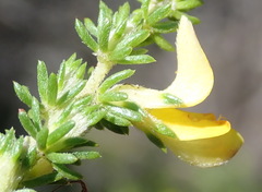 Aspalathus opaca rostriloba