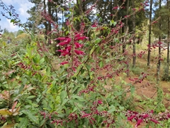 Salvia iodantha