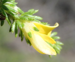 Aspalathus opaca rostriloba