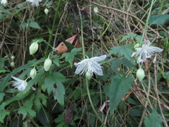 Clematis parviloba