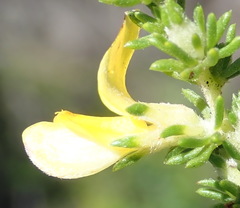 Aspalathus opaca rostriloba