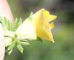 Aspalathus opaca rostriloba