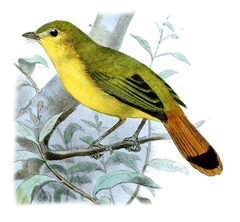 Livingstone's Flycatcher photo 4